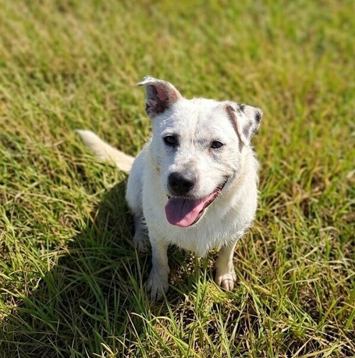 Chupi, a dog for adoption from Humane Society Adoption Center of Monroe Inc.