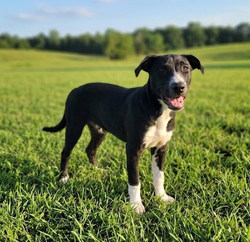 Bluey, a dog for adoption from Humane Society Adoption Center of Monroe Inc.
