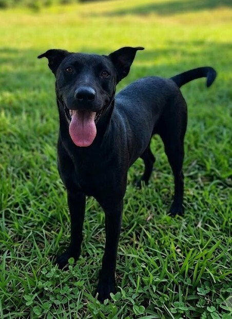 Moose, a dog for adoption from Humane Society Adoption Center of Monroe Inc.