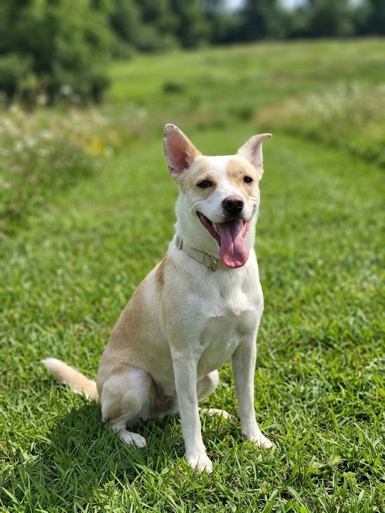 Posy, German Shepherd Dog