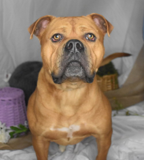 Titan, a dog for adoption from Humane Society Adoption Center of Monroe Inc.