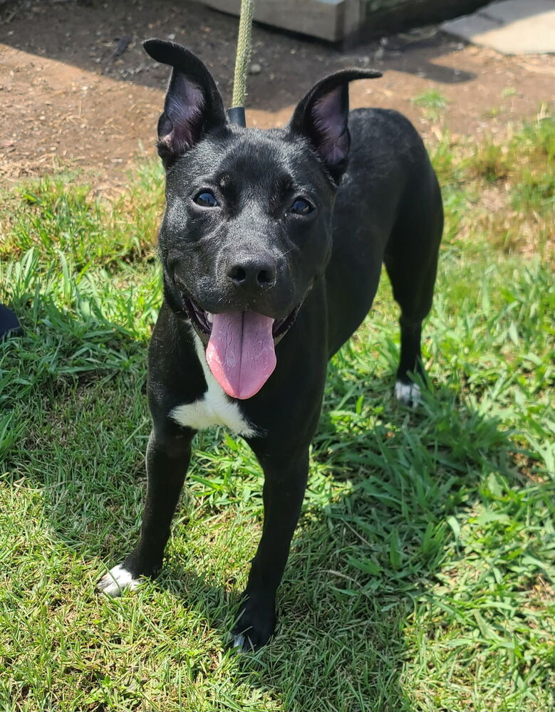 Lorelai, Pit Bull Terrier