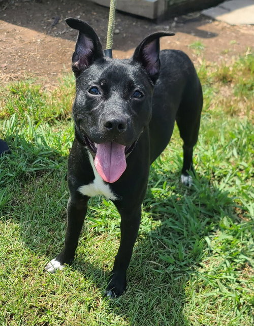 Lorelai, a dog for adoption from Humane Society Adoption Center of Monroe Inc.