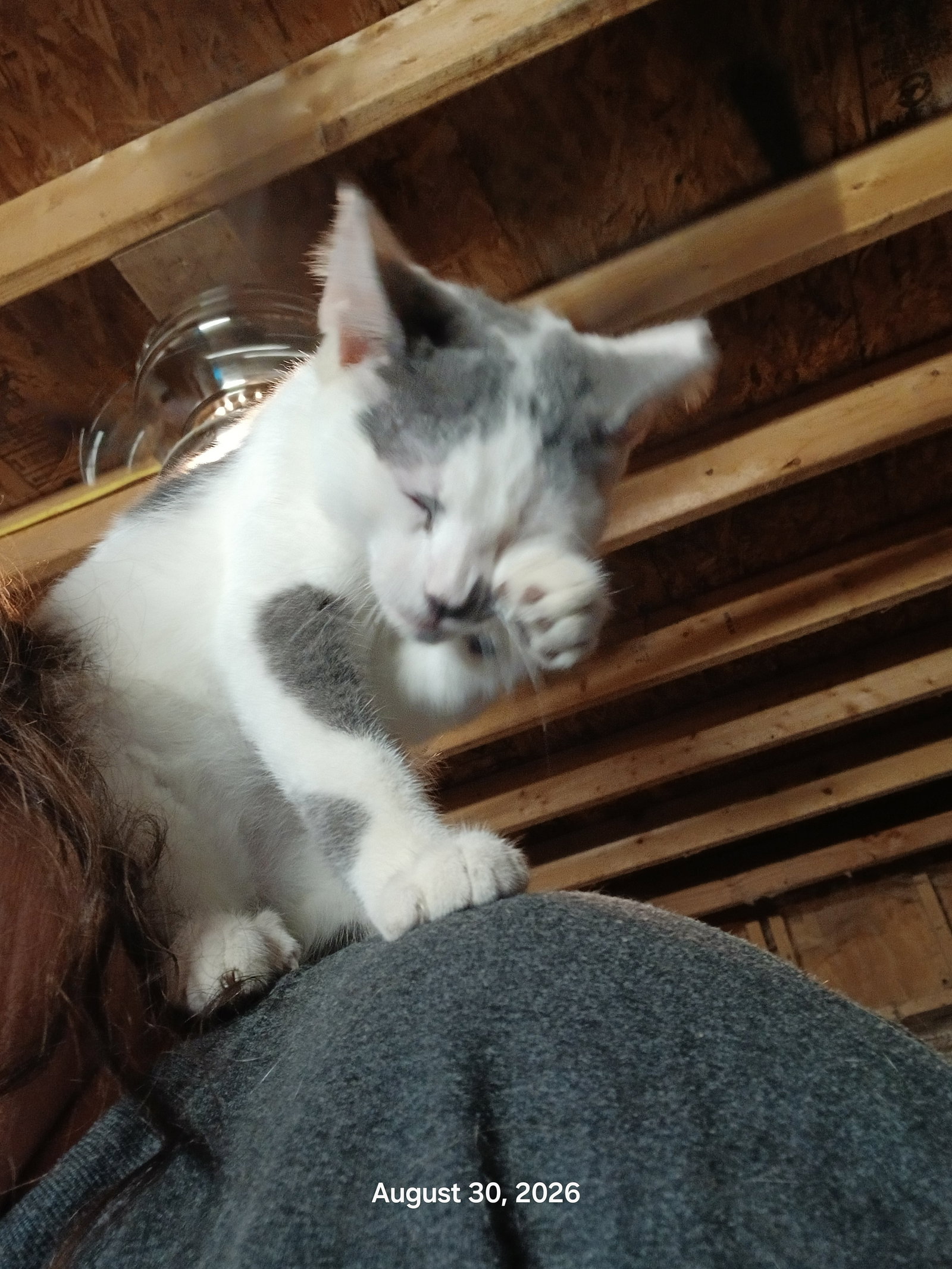 Angelo, Domestic Short Hair