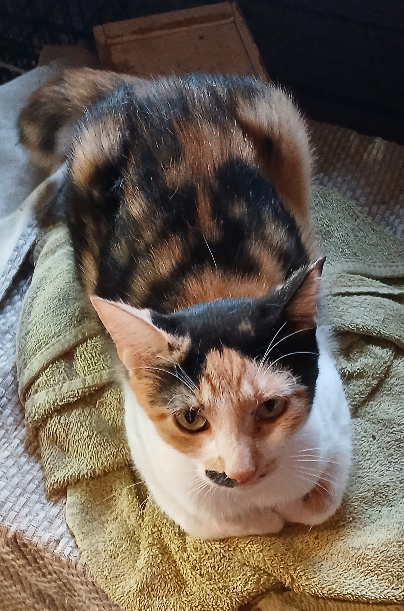Chance, Calico
