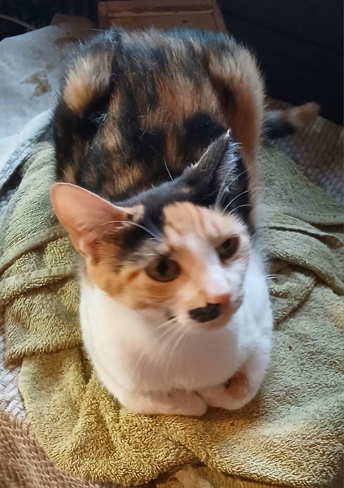 Photo 2 of Chance