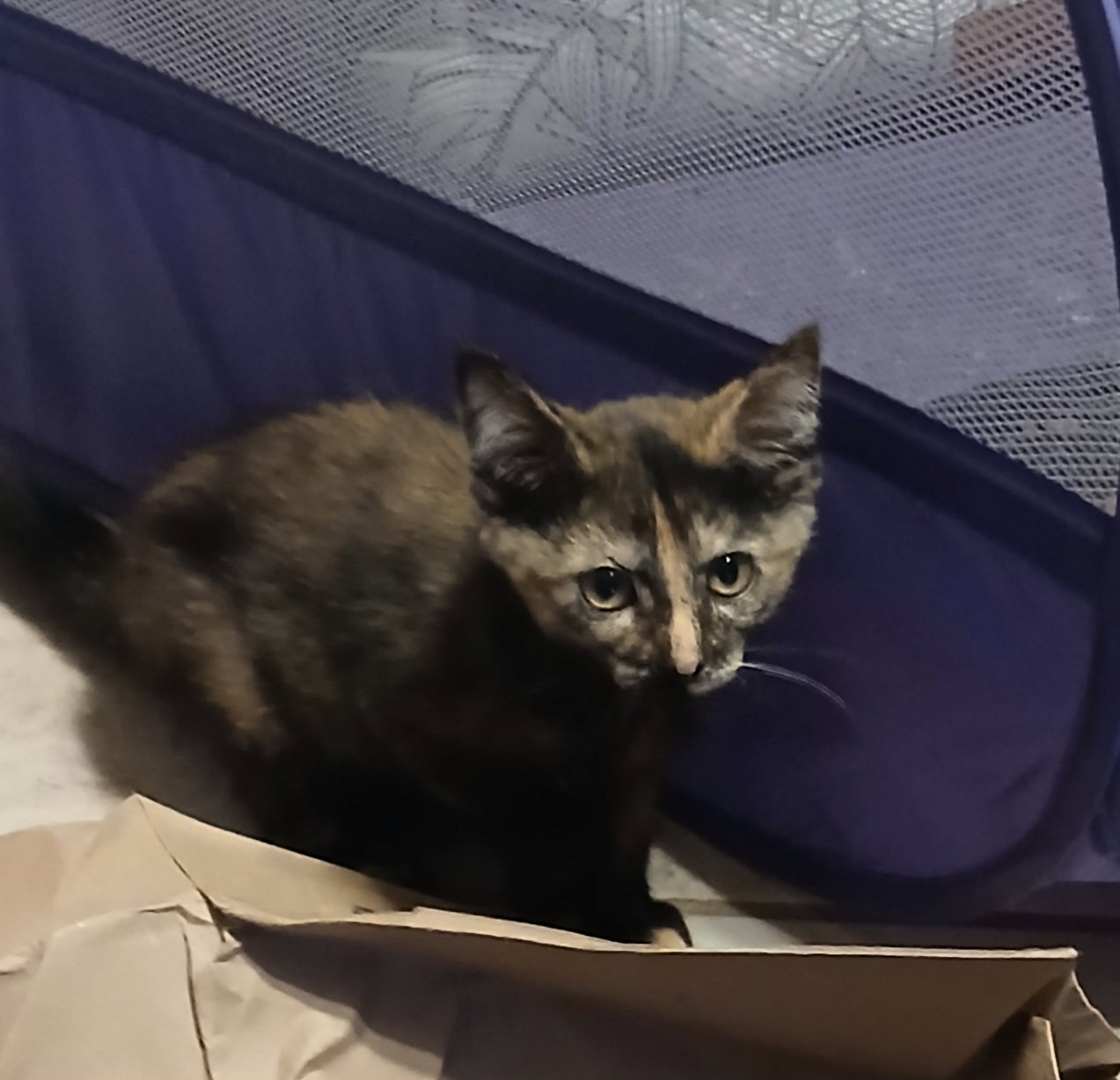 Dominoes, Tortoiseshell