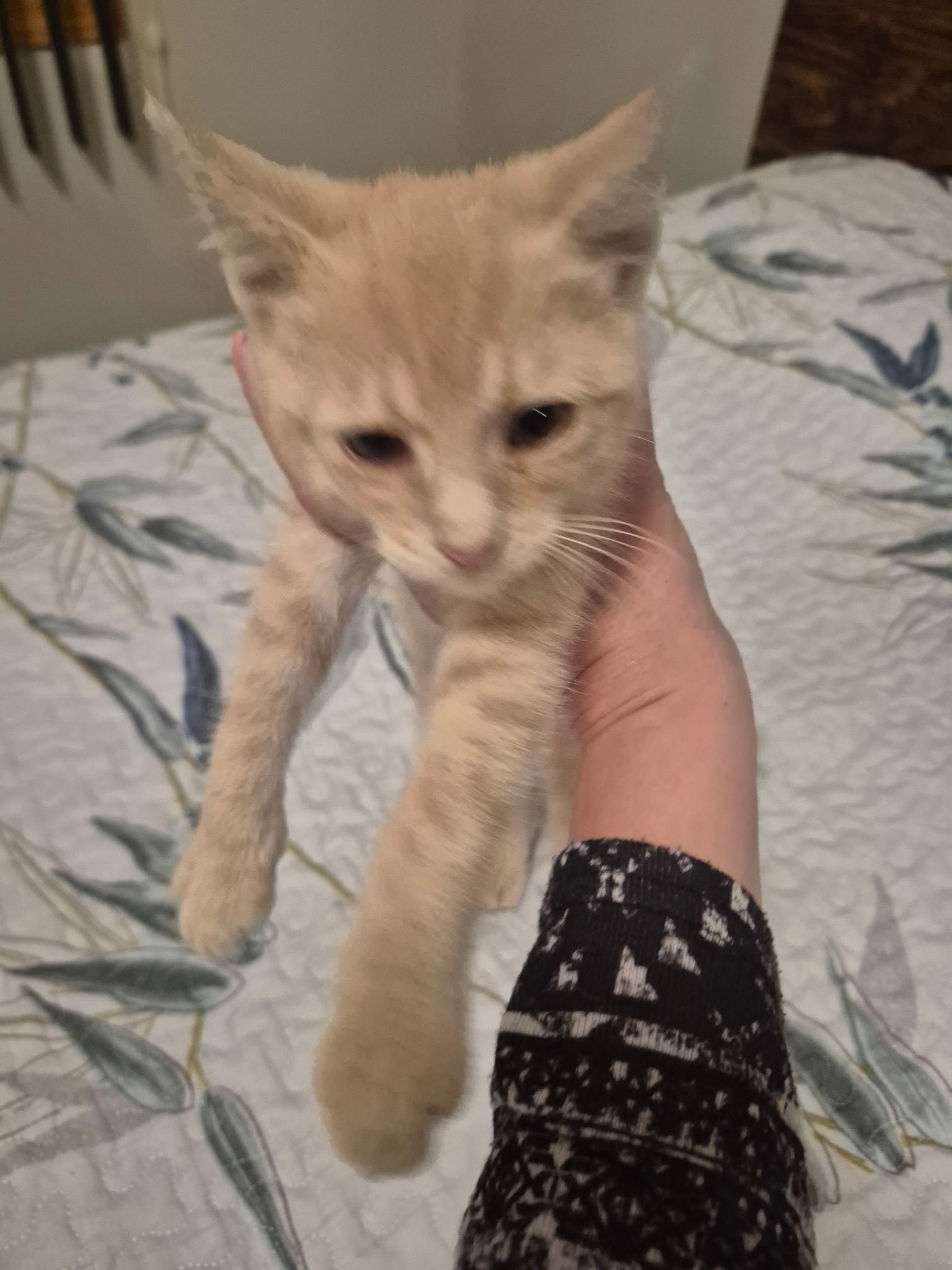Buffers, Domestic Short Hair