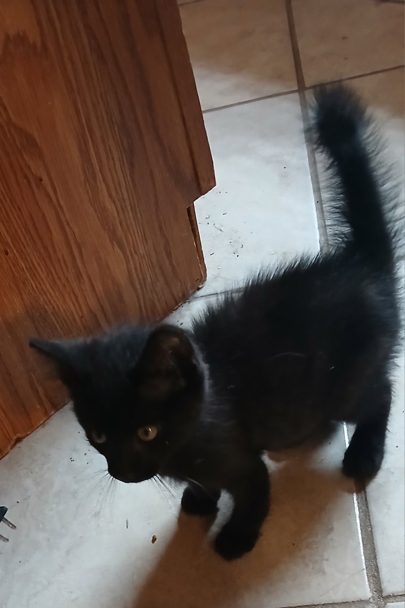 Gimpy, photo 2