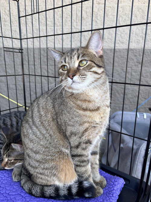 Cleo, Baby Domestic Short Hair / Mixed (short coat), cat for adoption in Battle Creek, Michigan