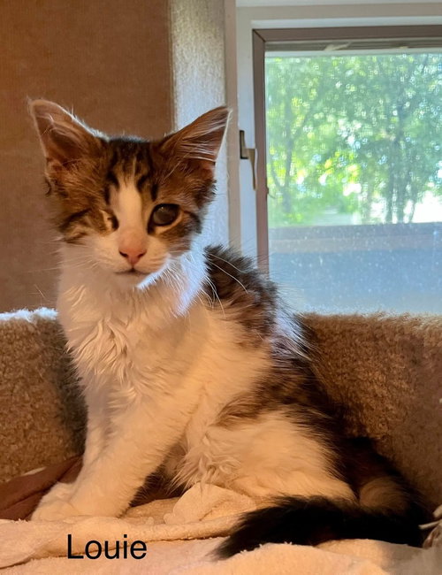 Louie, Baby Domestic Long Hair / Mixed (long coat), cat for adoption in Battle Creek, Michigan