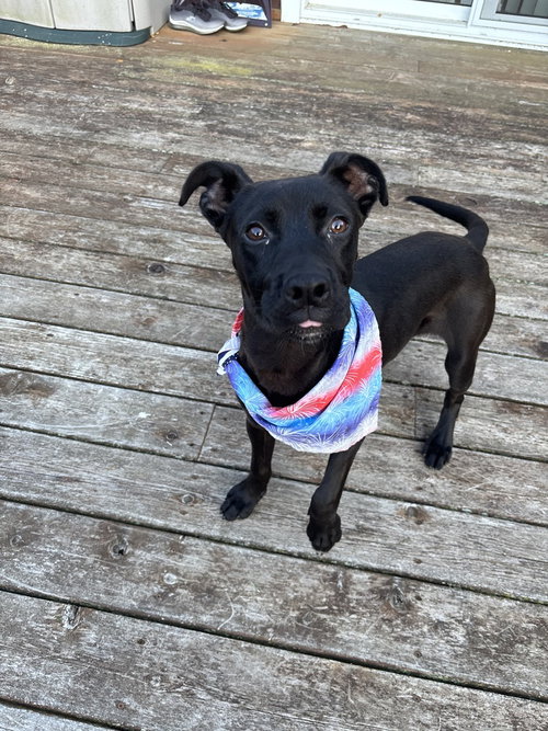 Atlas, an adoptable Terrier in Dorr, MI