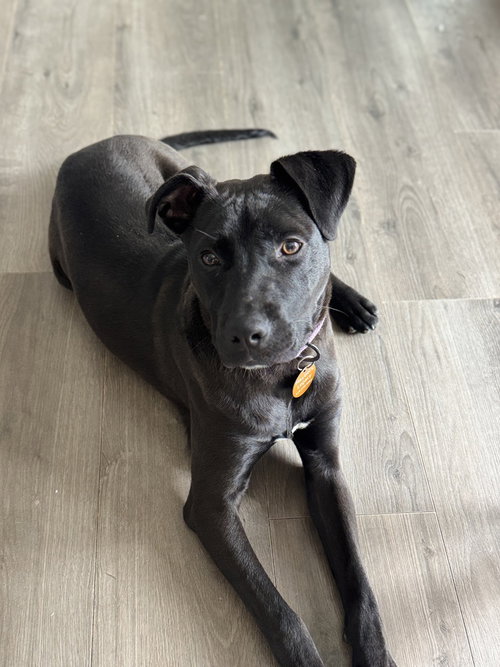 Atlas, an adoptable Terrier in Dorr, MI