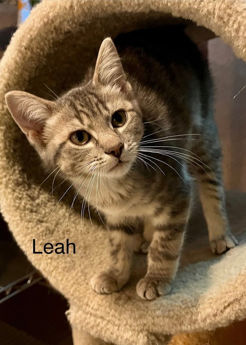 Leah, an adoptable Domestic Short Hair in Dorr, MI