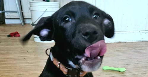 Kirby, an adoptable Terrier in Dorr, MI