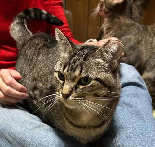 Rosemary, Adult Domestic Short Hair / Mixed (long coat), cat for adoption in Battle Creek, Michigan