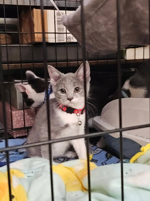 Mac, Baby Domestic Short Hair / Mixed (short coat), cat for adoption in Battle Creek, Michigan