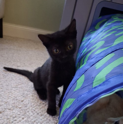 Trick, Baby Domestic Short Hair / Mixed (short coat), cat for adoption in Battle Creek, Michigan