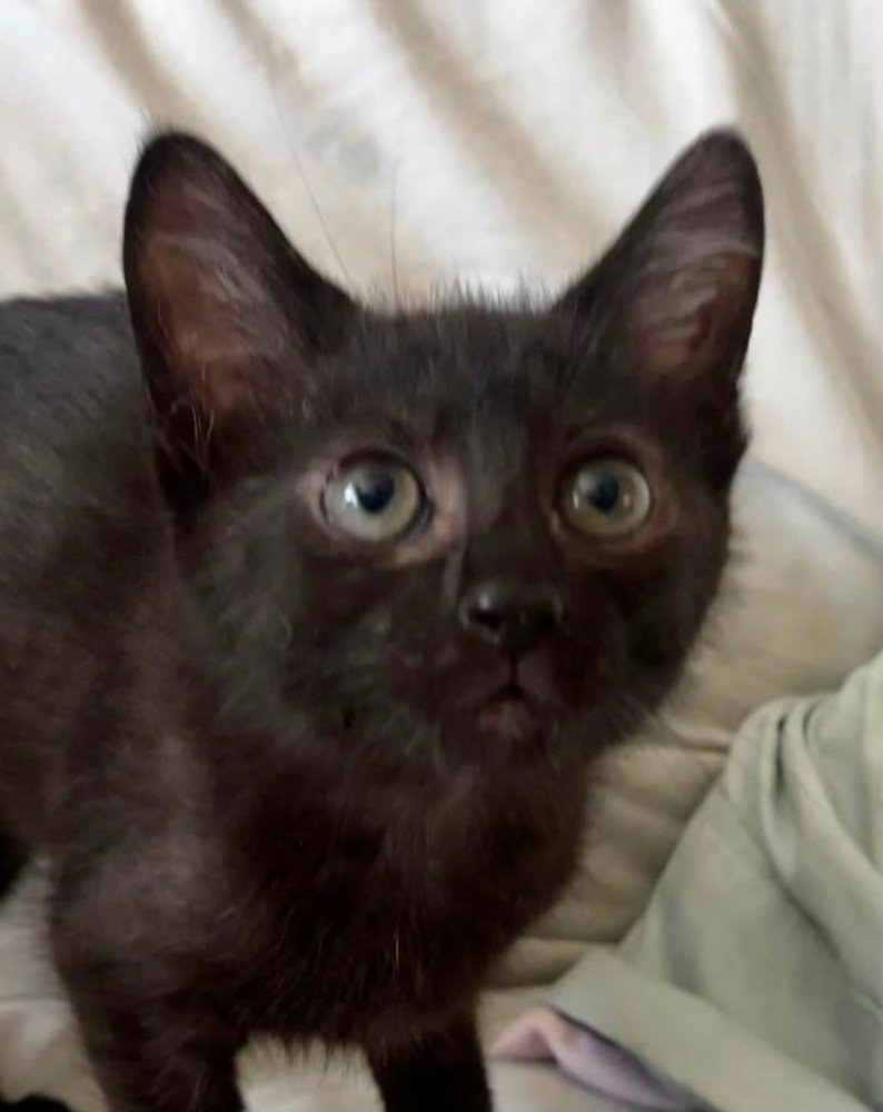 Mylo, photo 3