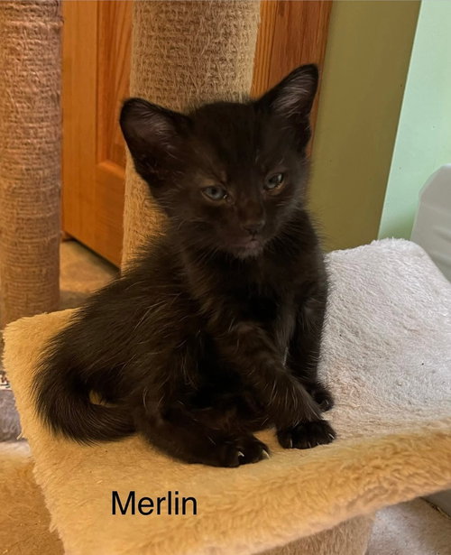 Merlin, an adoptable Domestic Short Hair in Dorr, MI