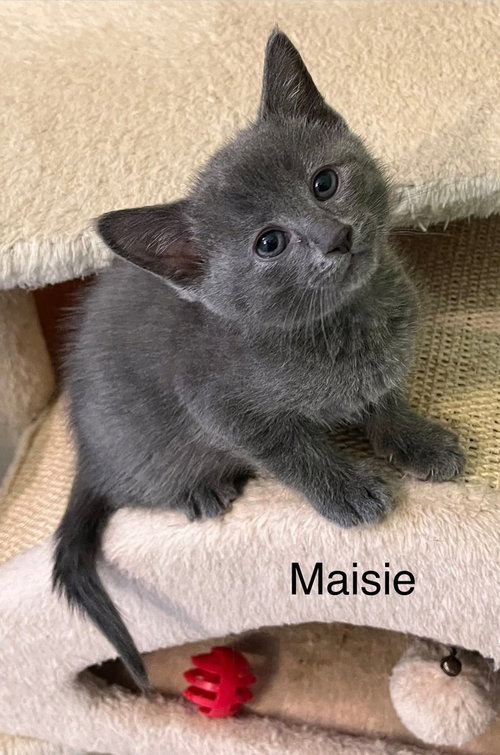 Maisie, an adoptable Domestic Short Hair in Dorr, MI