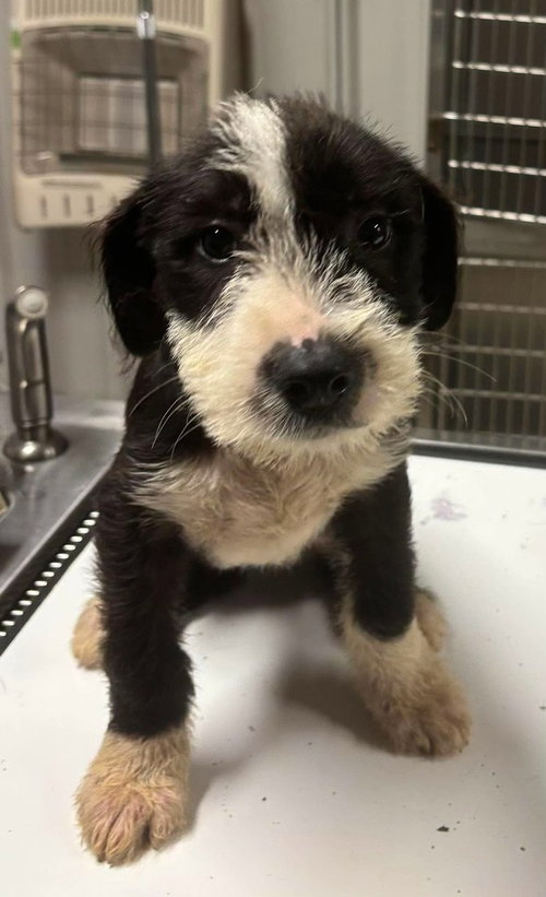 Flint, an adoptable Terrier in Dorr, MI