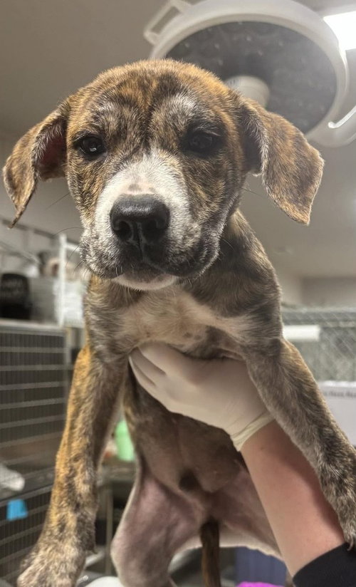 Timber, an adoptable Terrier in Dorr, MI