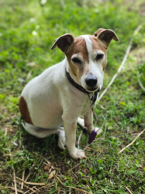 Tiki, photo 2