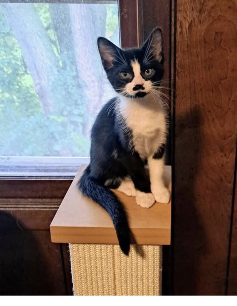 Briar Rose, Domestic Short Hair