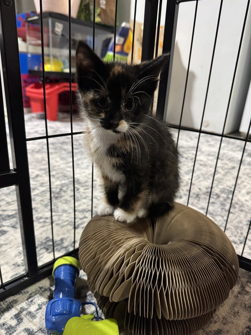 Farrah Fawcett, a female kitten up for adoption