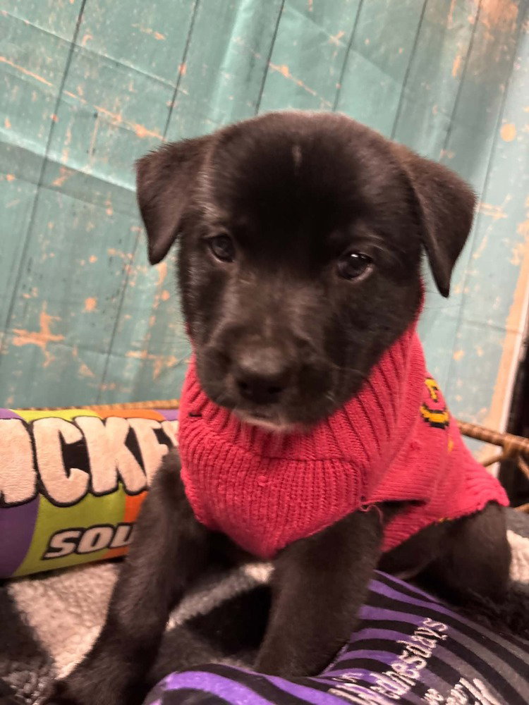 Kit Kat