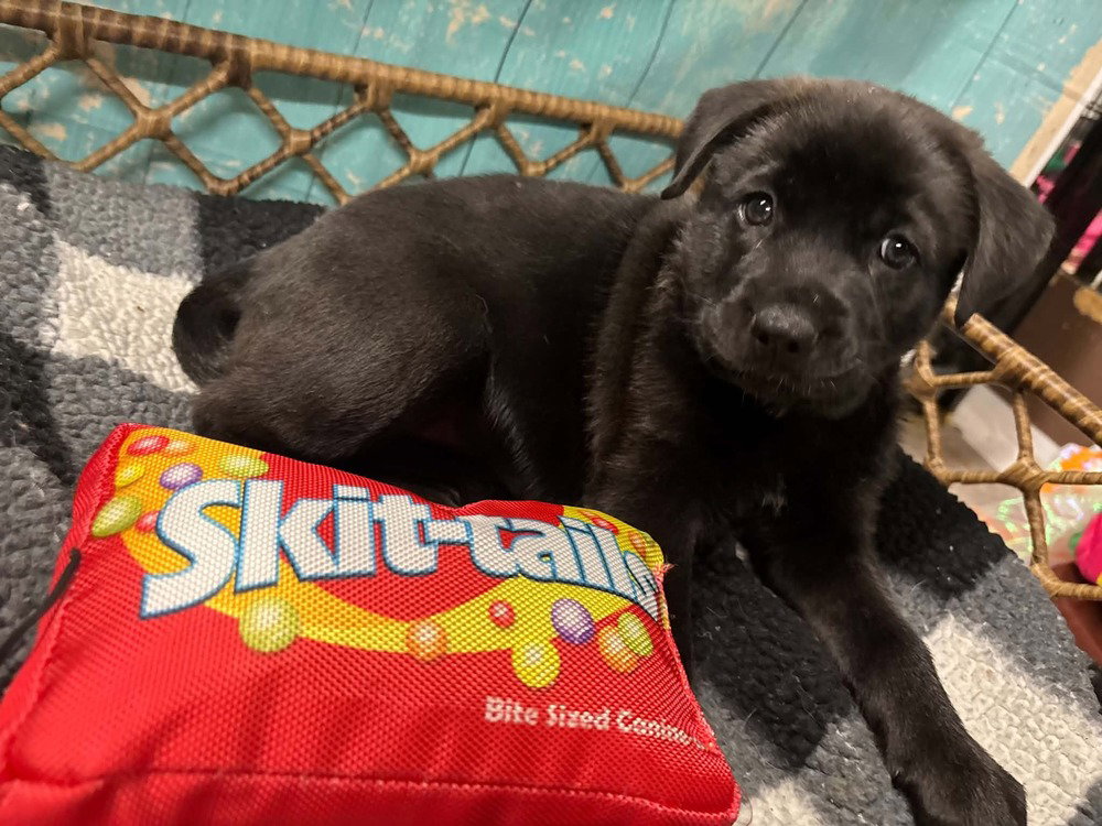 Skittles, photo 3