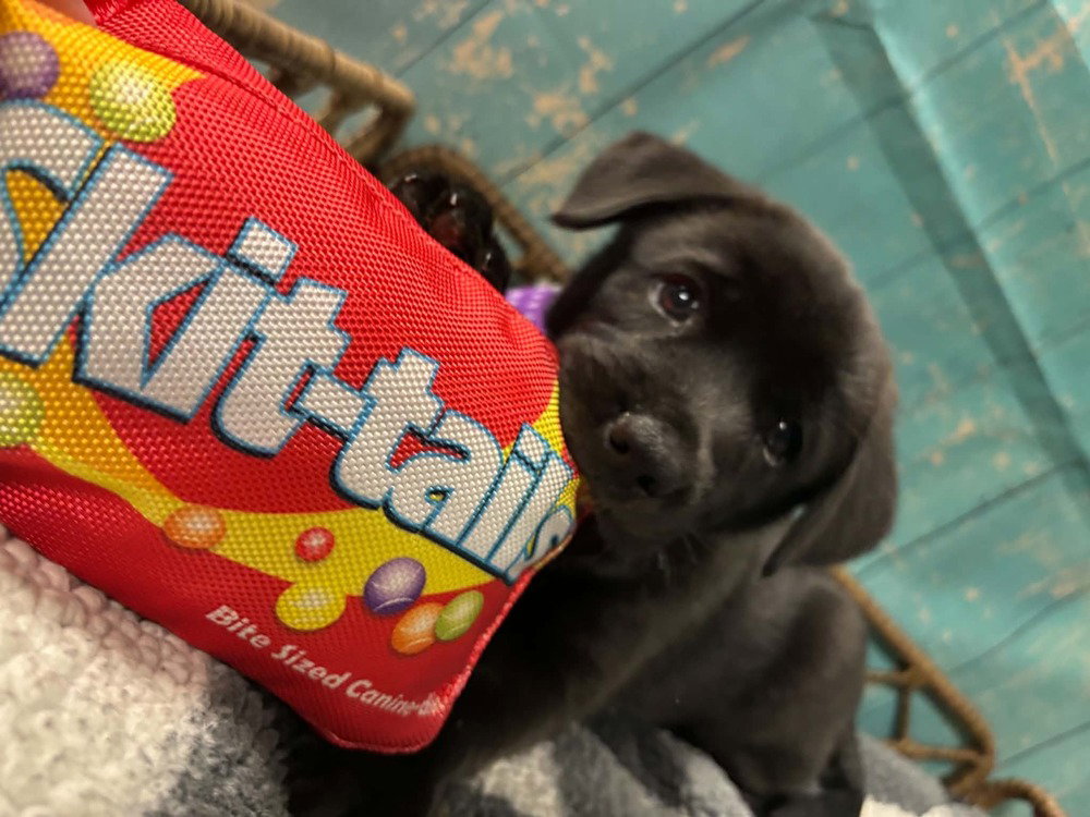 Skittles, photo 4