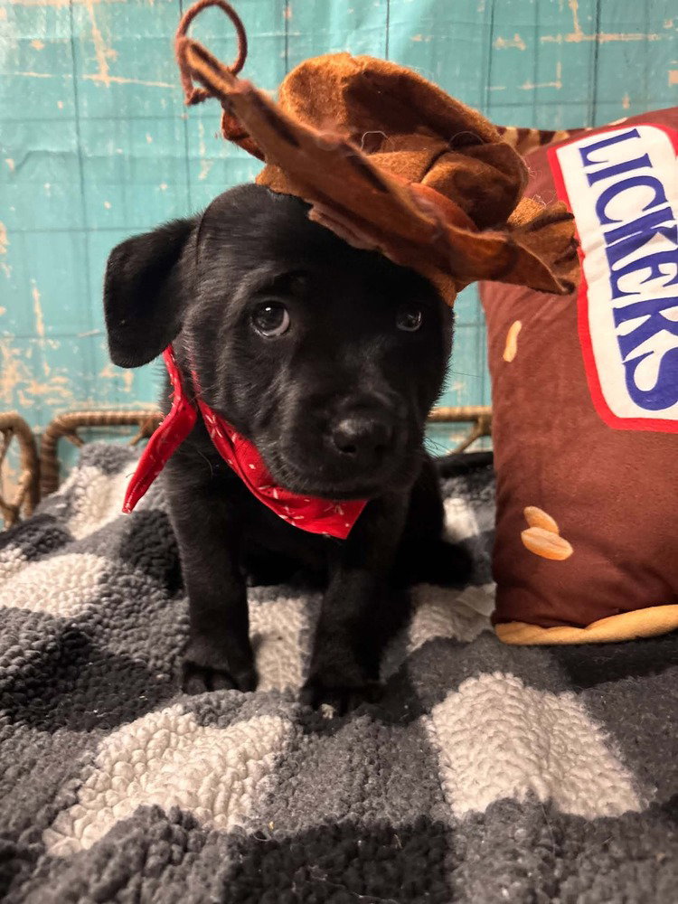 Twix