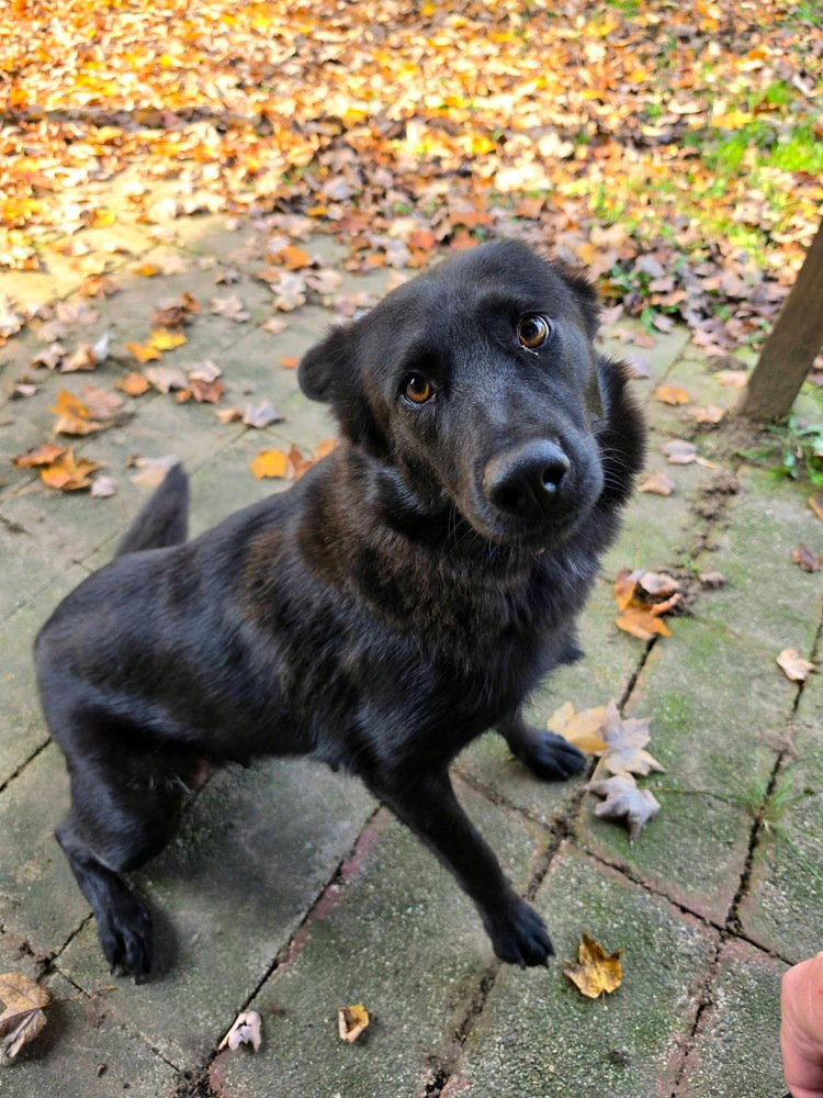 Oakley (Mom)