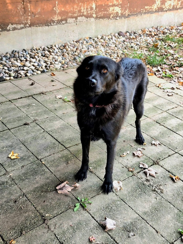 Oakley (Mom), photo 2