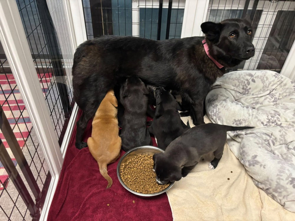 Oakley (Mom), photo 3
