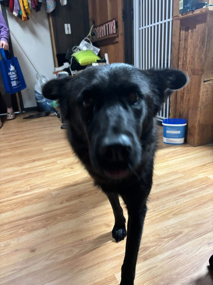 Oakley (Mom), photo 4