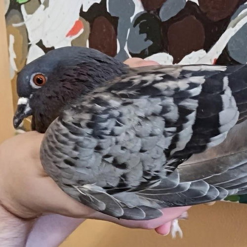 Calamity Jane, a poultry for adoption from Great Lakes Pigeon Rescue