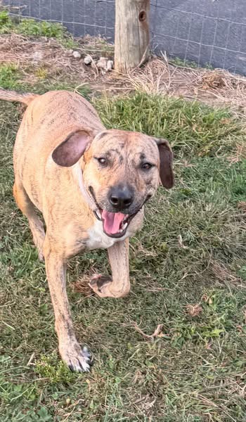 Tiggy, Catahoula Leopard Dog