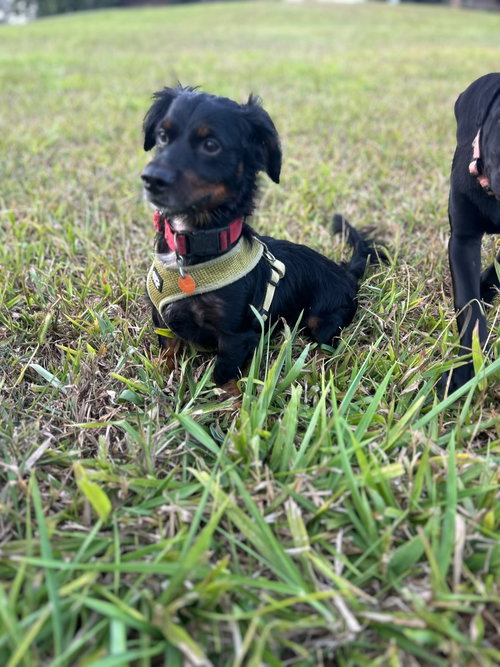 Milo