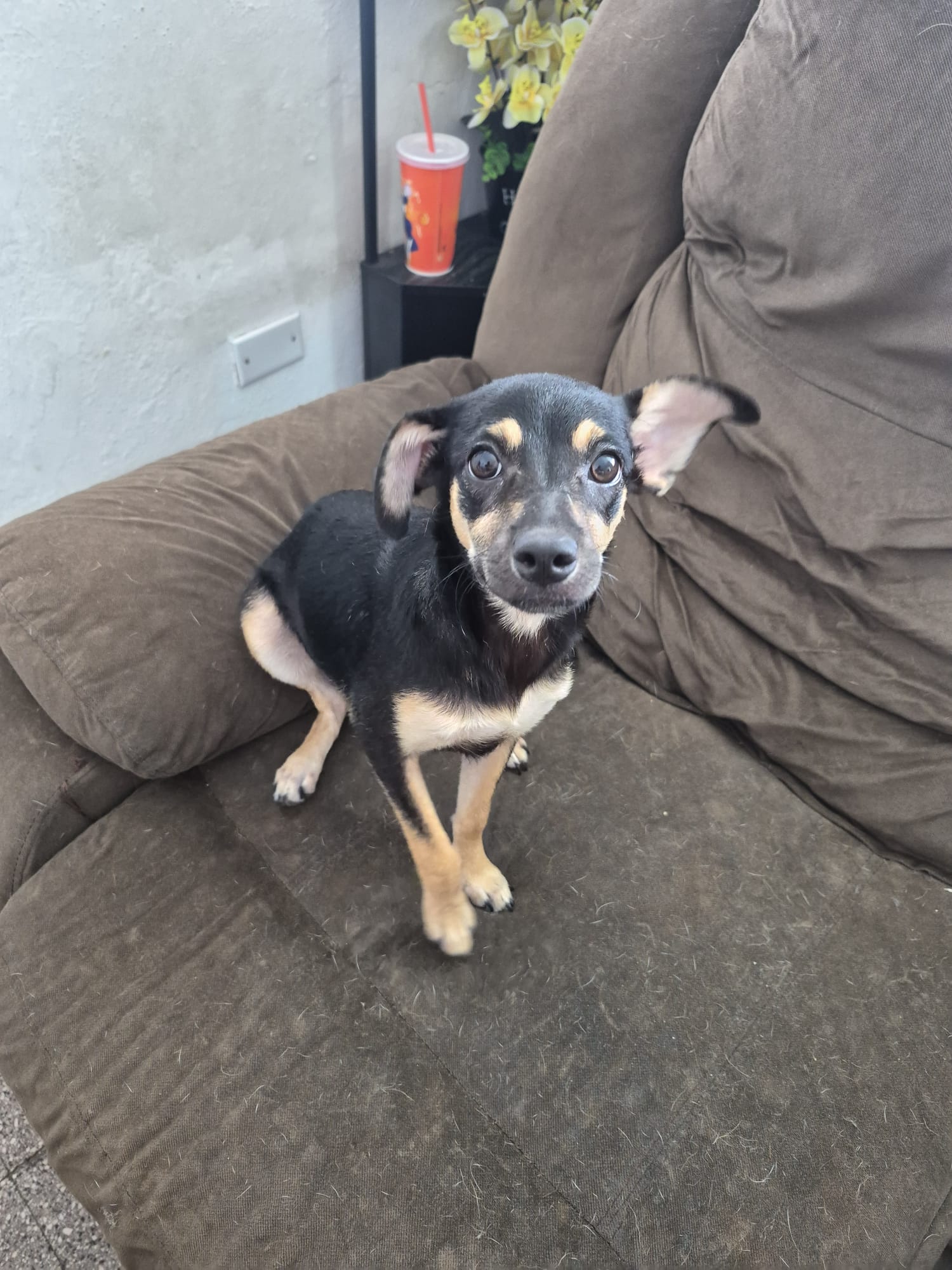 Pita, Miniature Pinscher