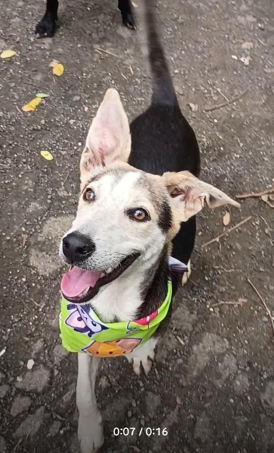 Gabriel, Corgi
