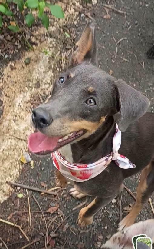 Kaylie, Dachshund