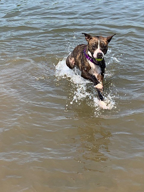 Dart (from Stranger Things), an adoptable Pit Bull Terrier in O'Fallon, IL