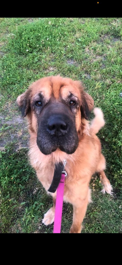 Dumpling, an adoptable Shar Pei in O'Fallon, IL