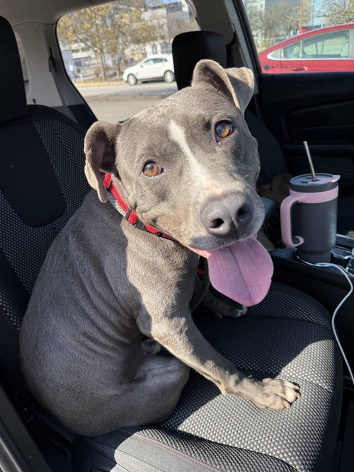 Holden aka Harlan, an adoptable Pit Bull Terrier in O'Fallon, IL