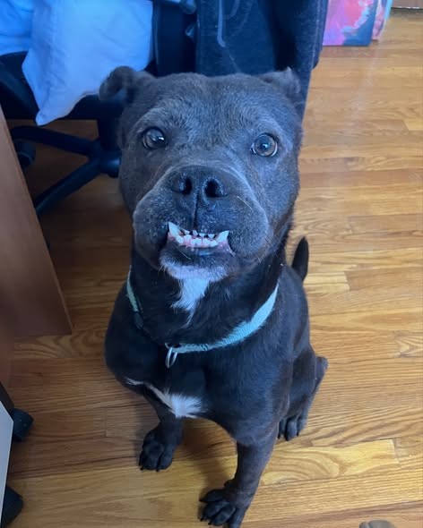 Jid aka jeddy bear, an adoptable Labrador Retriever in O'Fallon, IL
