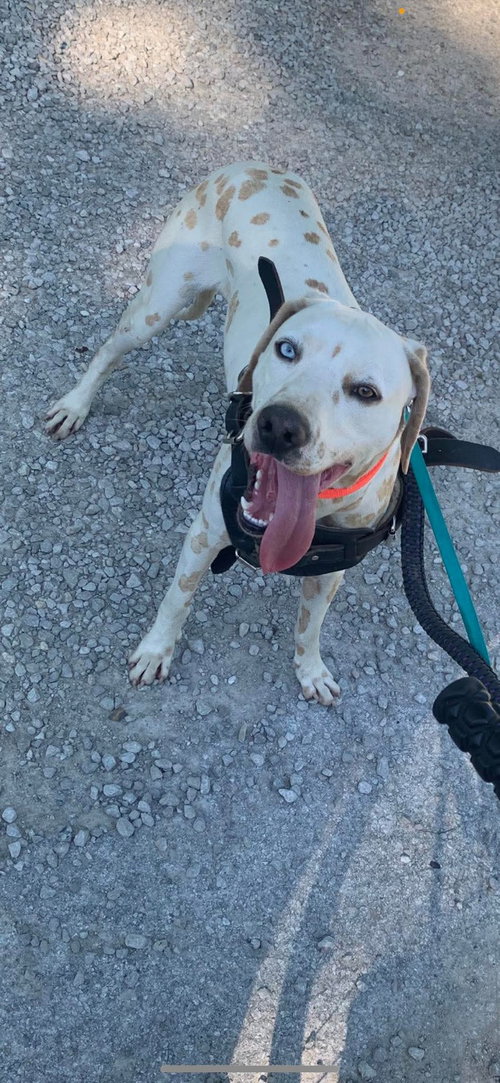Lemon, an adoptable Dalmatian in O'Fallon, IL