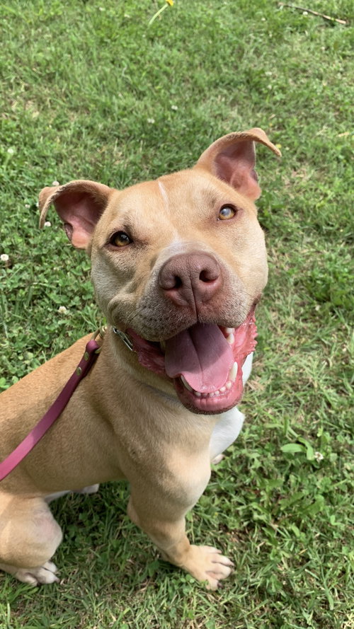 Linus, an adoptable Pit Bull Terrier in O'Fallon, IL